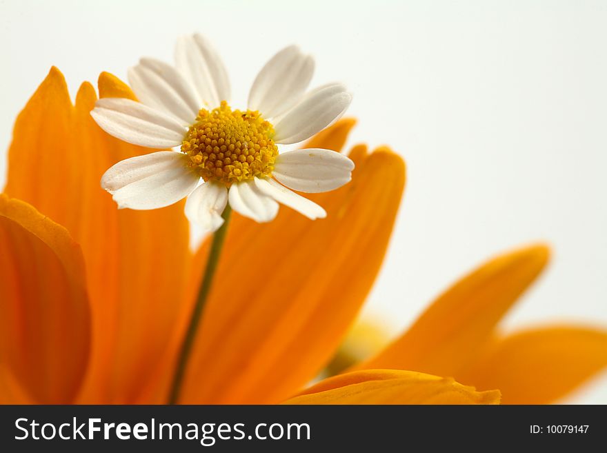 An image of a white flower of chamomile