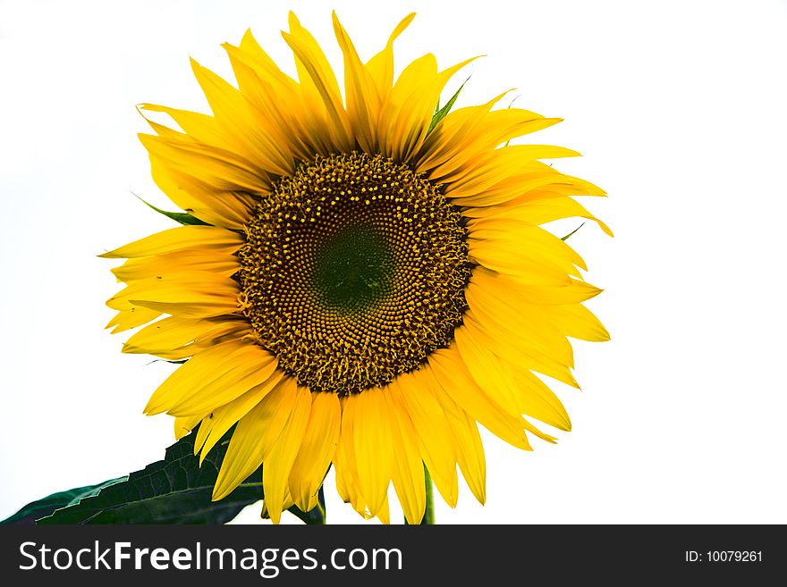 Yellow flower of a sunflower on a white background