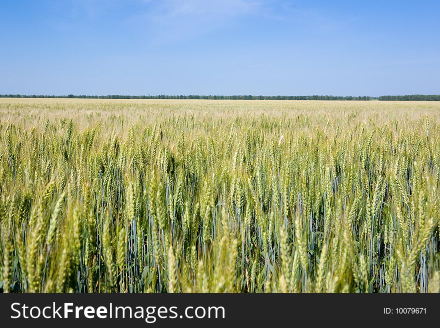 Field of rye with blue sky