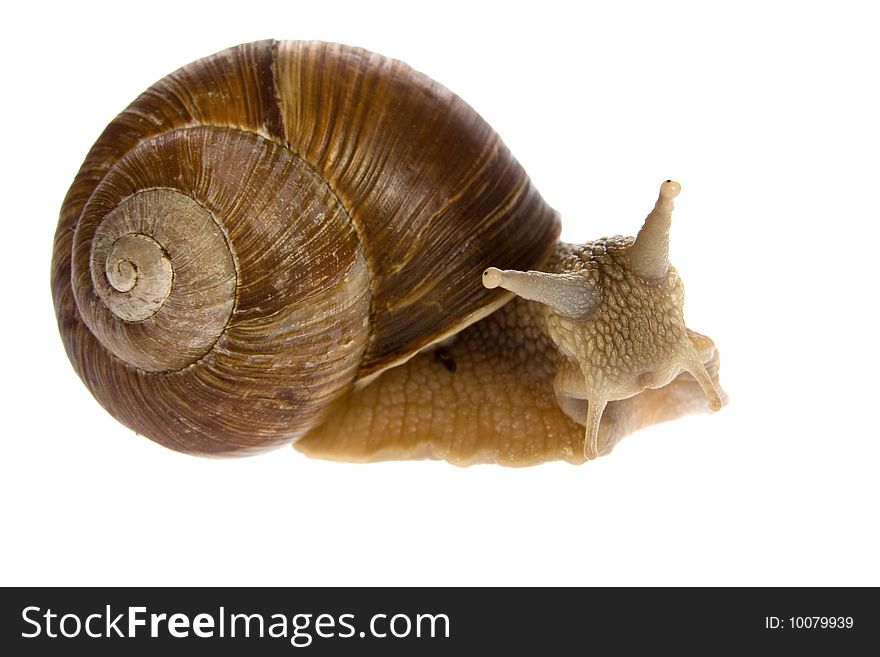 Snail  isolated on white background
