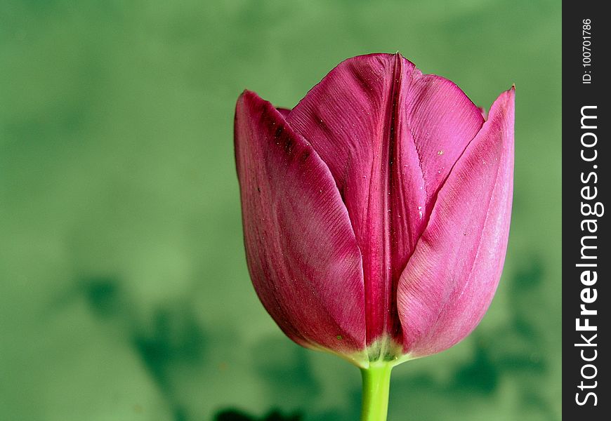 Flower, Tulip, Bud, Plant