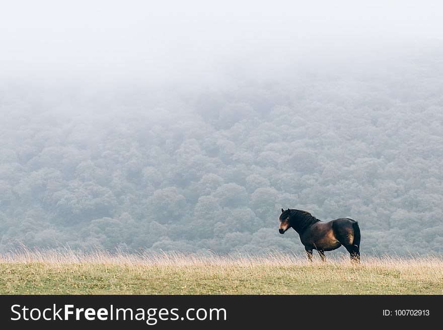 Grass, Sky, Grassland, Cloud