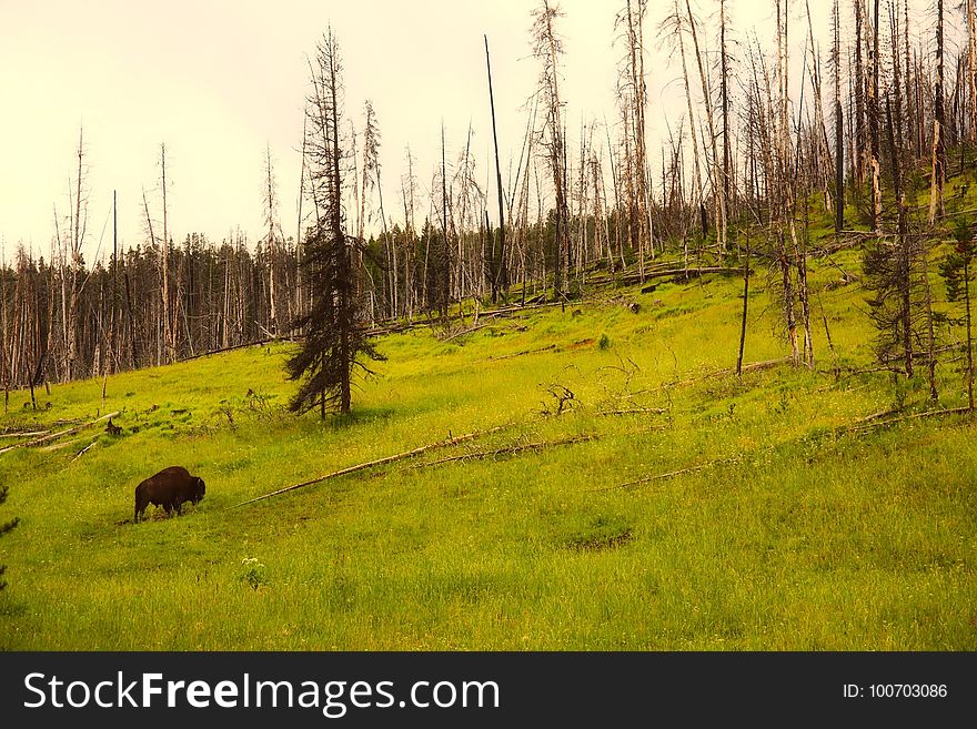 Ecosystem, Nature, Grassland, Wilderness