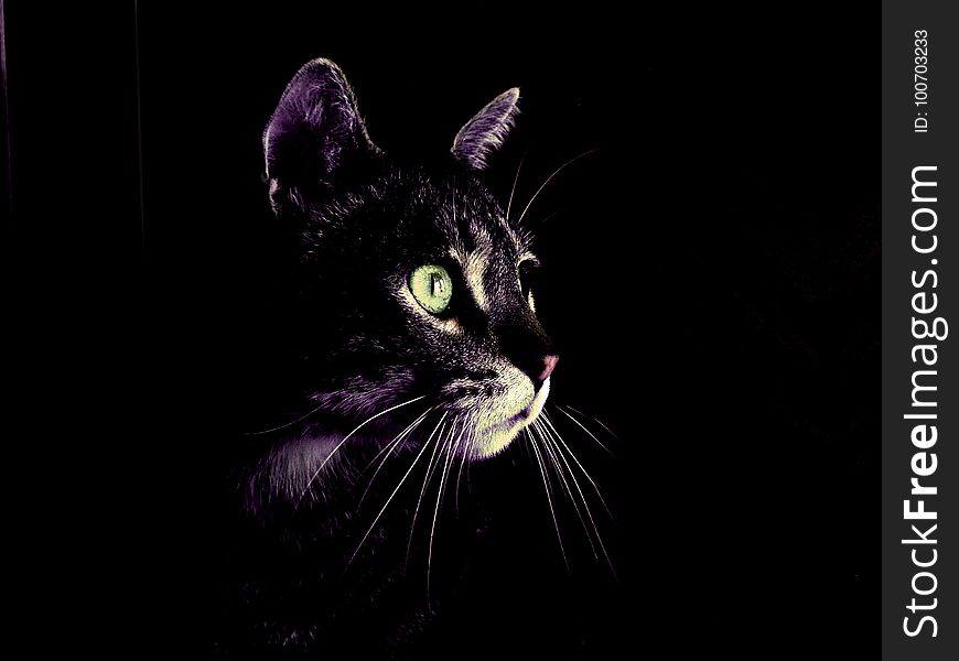 Cat, Black Cat, Black, Whiskers