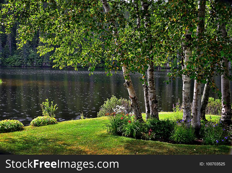 Vegetation, Nature, Tree, Nature Reserve