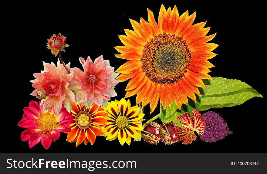 Flower, Flowering Plant, Sunflower, Gerbera
