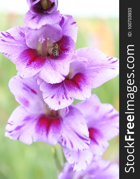 Flower, Flowering Plant, Plant, Gladiolus