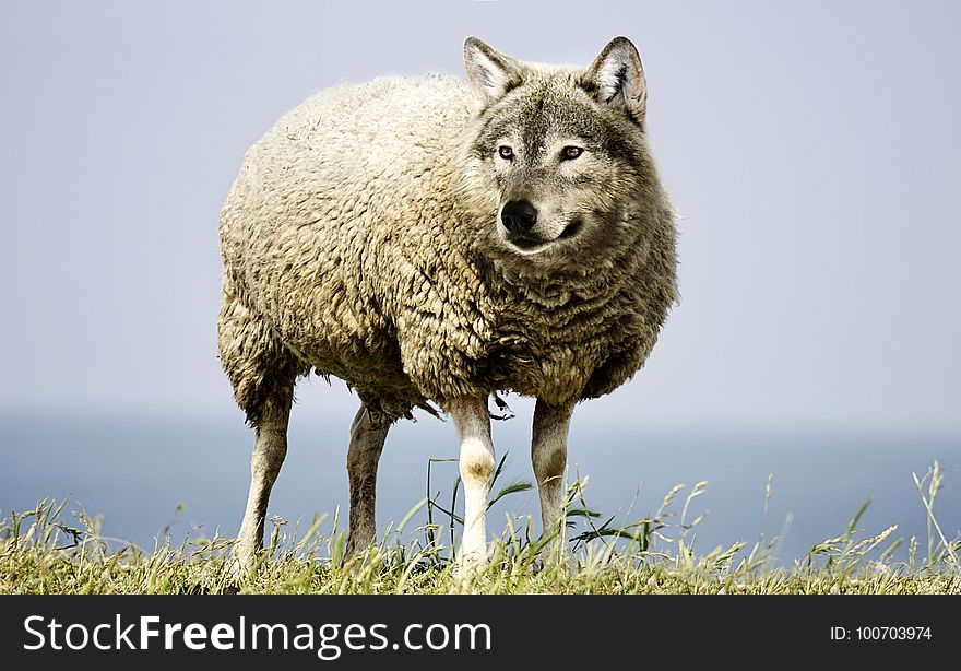 Mammal, Wildlife, Wolf, Fauna