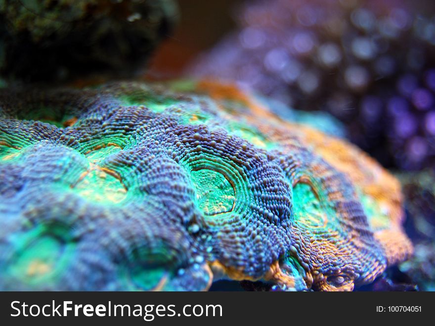 Green, Coral, Coral Reef, Reef