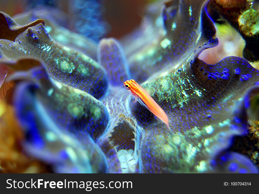 Marine Biology, Coral Reef, Coral, Organism