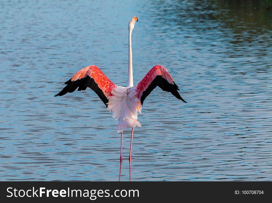 Bird, Flamingo, Water Bird, Water