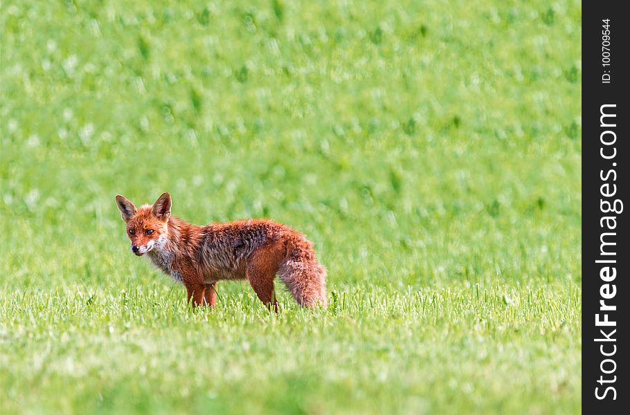 Wildlife, Fauna, Mammal, Fox