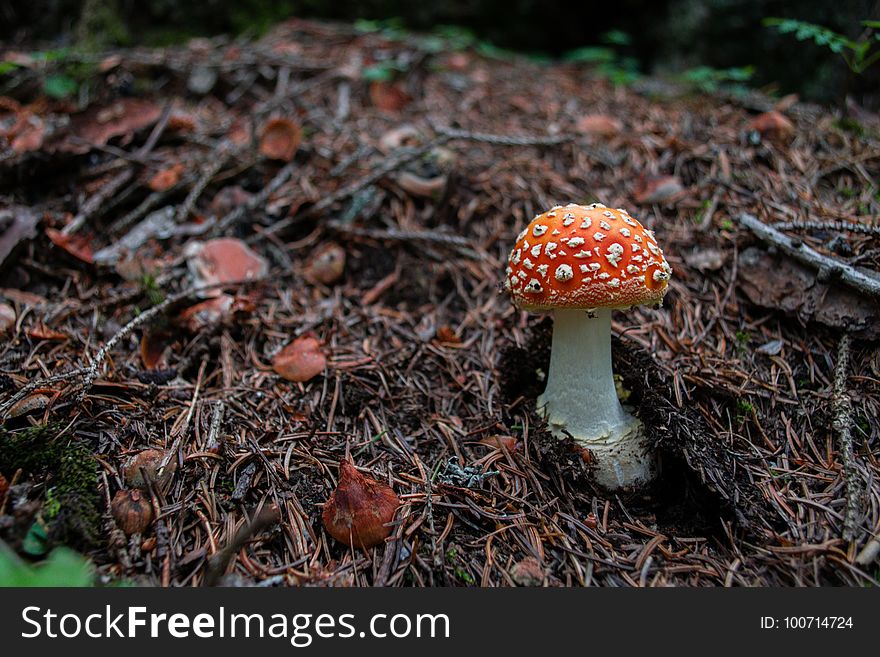 Fungus, Mushroom, Agaric, Ecosystem
