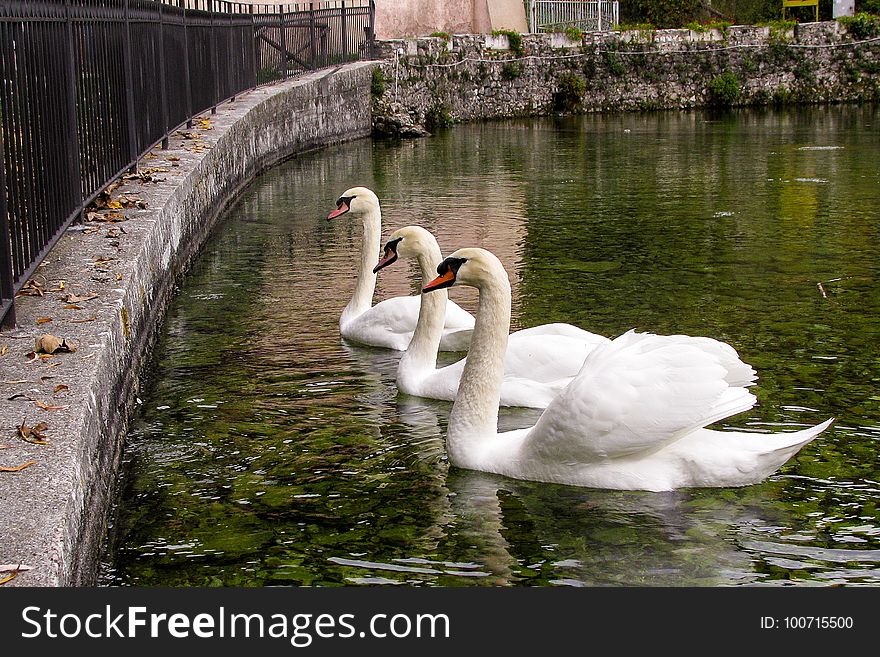 Bird, Waterway, Swan, Water