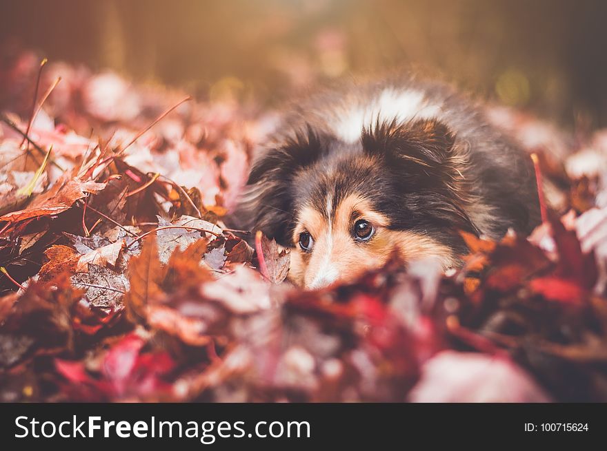 Dog, Dog Breed, Leaf, Puppy