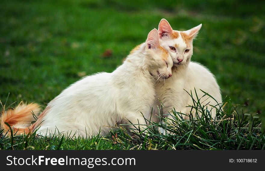 Cat, Small To Medium Sized Cats, Fauna, Grass