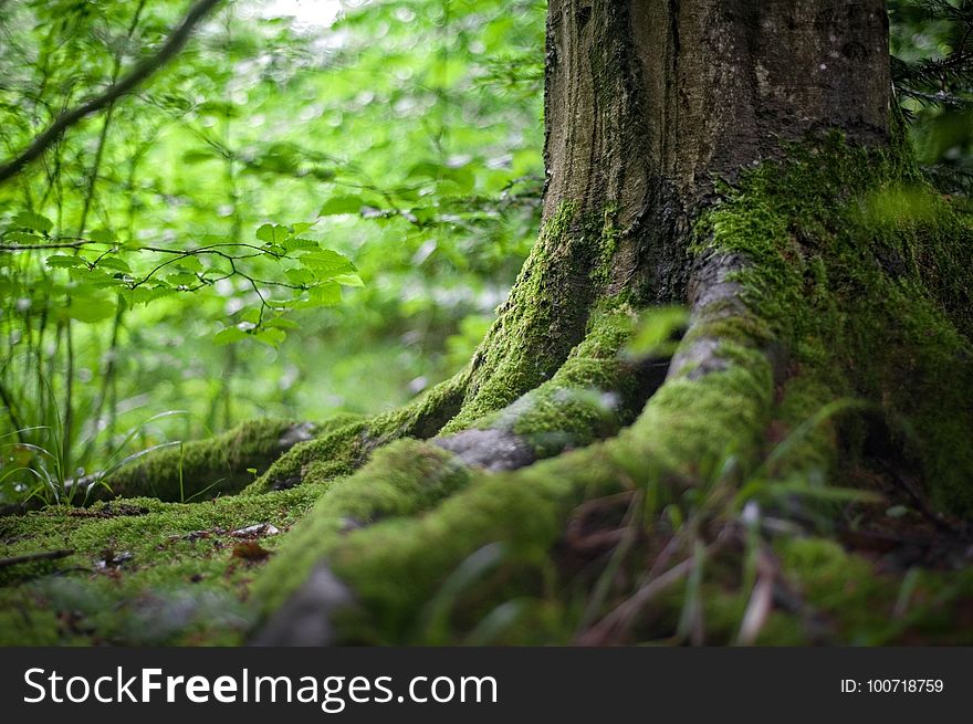 Vegetation, Green, Woodland, Nature