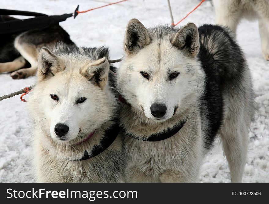 Dog Like Mammal, Dog Breed, Sakhalin Husky, Dog