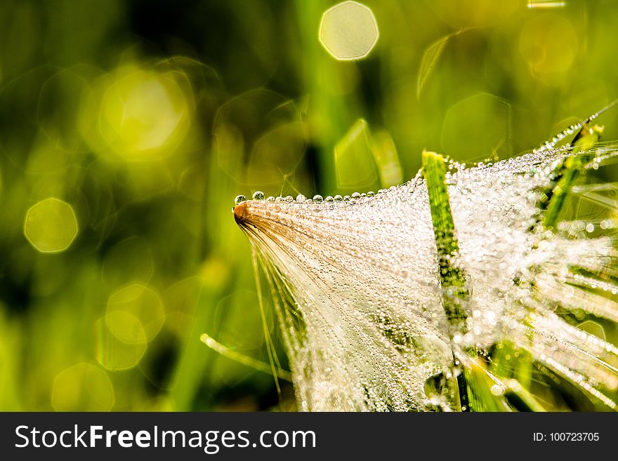 Water, Grass, Dew, Close Up