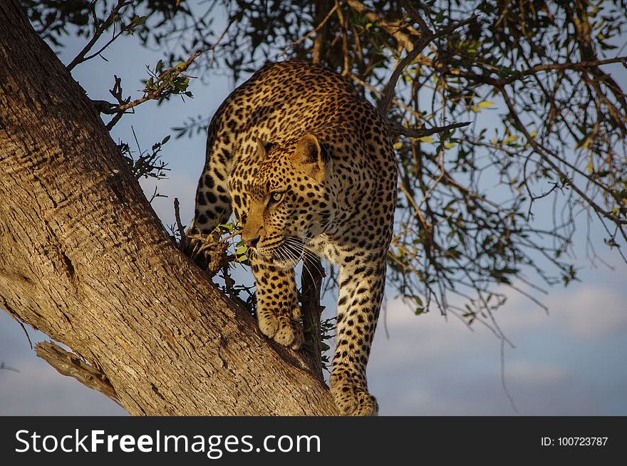 Leopard, Wildlife, Mammal, Terrestrial Animal