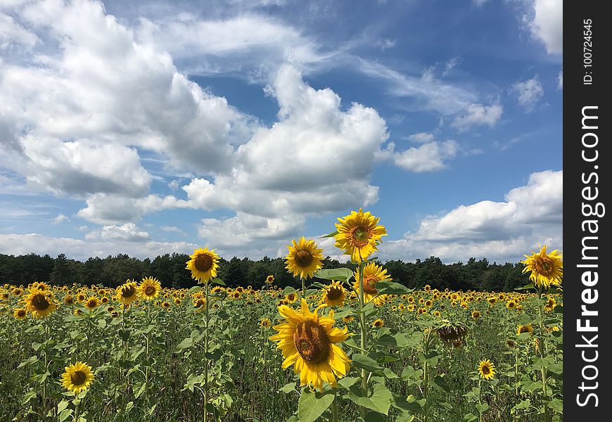 Flower, Sky, Field, Sunflower