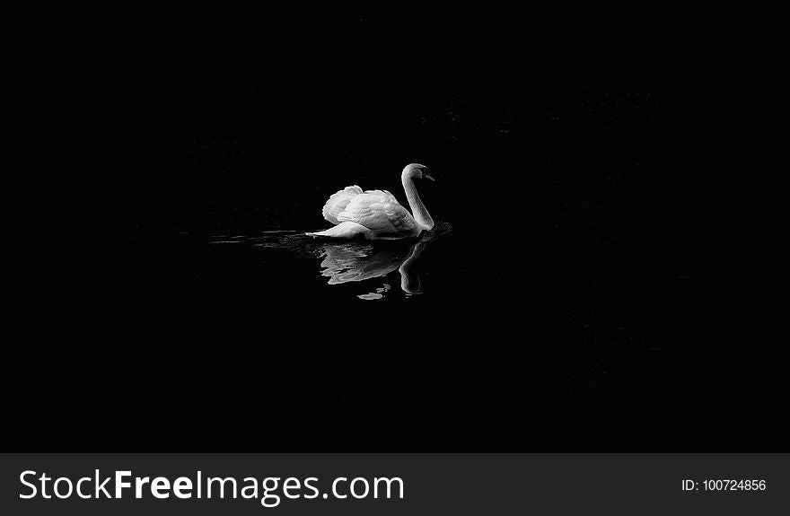 Black, Black And White, Water Bird, Monochrome Photography