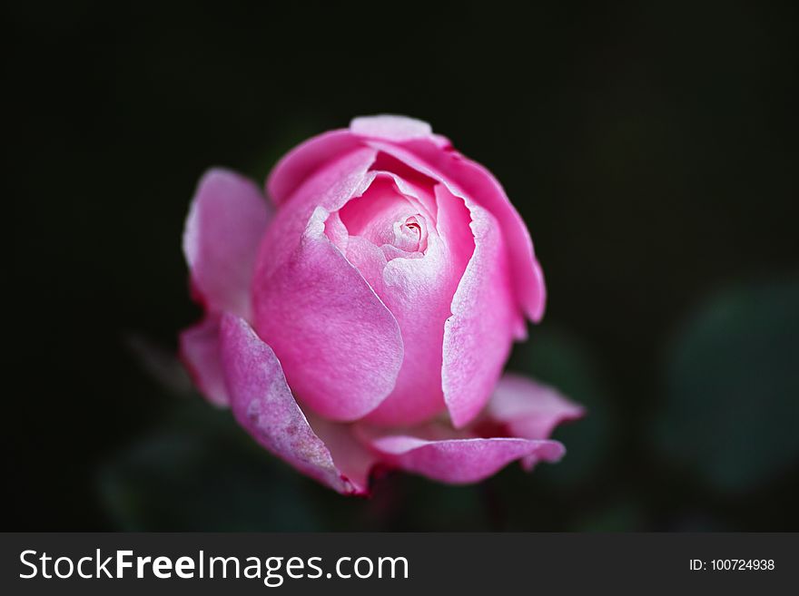 Flower, Pink, Rose Family, Rose