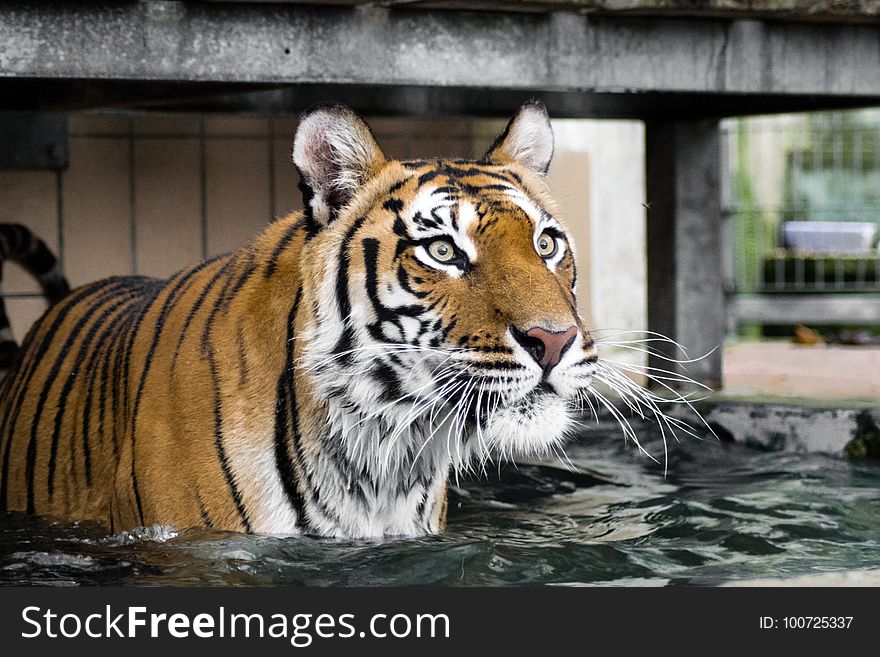 Tiger, Wildlife, Mammal, Fauna