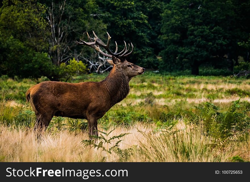 Wildlife, Deer, Fauna, Mammal