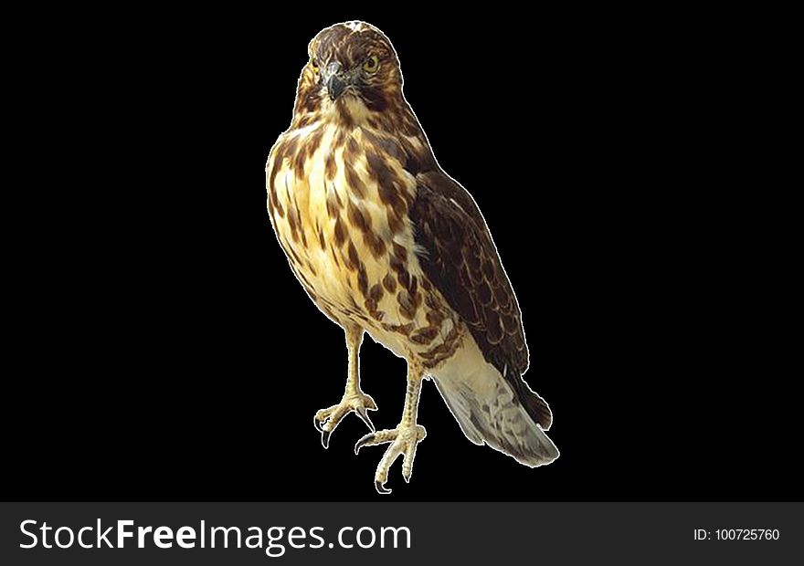 Hawk, Beak, Bird, Bird Of Prey