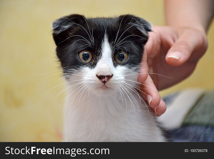 Cat, Whiskers, Small To Medium Sized Cats, Fauna