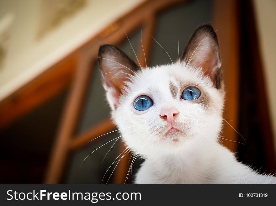 Cat, Face, Whiskers, Small To Medium Sized Cats
