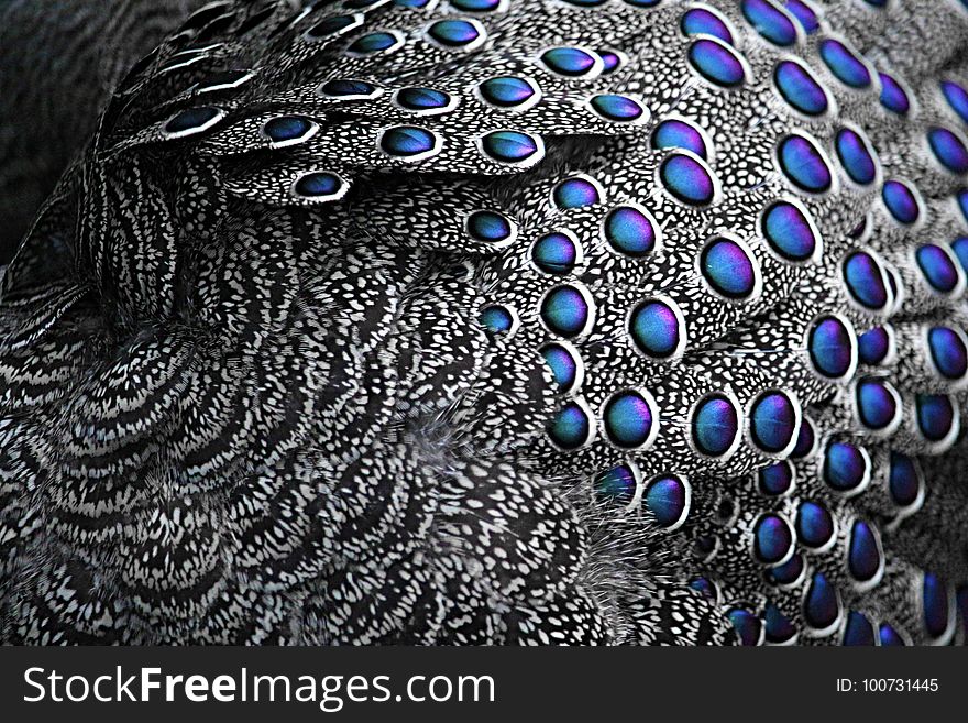 Organism, Pattern, Electric Blue, Feather