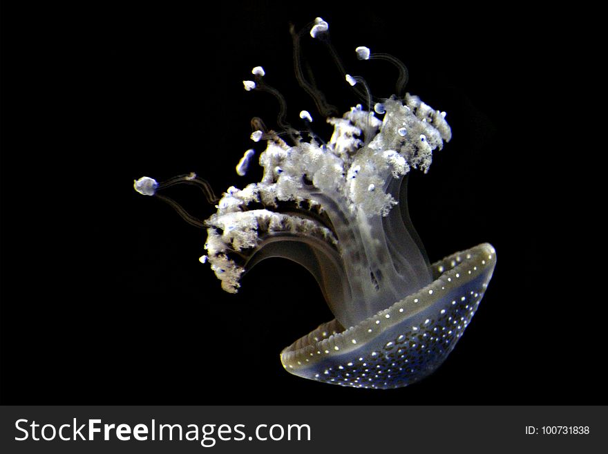 Organism, Still Life Photography, Marine Invertebrates, Invertebrate