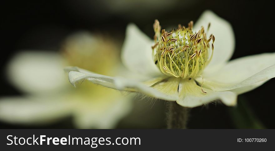 Flower, Flora, Plant, Close Up