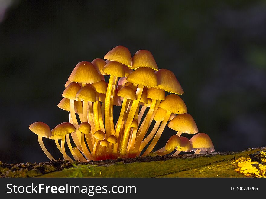 Mushroom, Fungus, Edible Mushroom, Macro Photography
