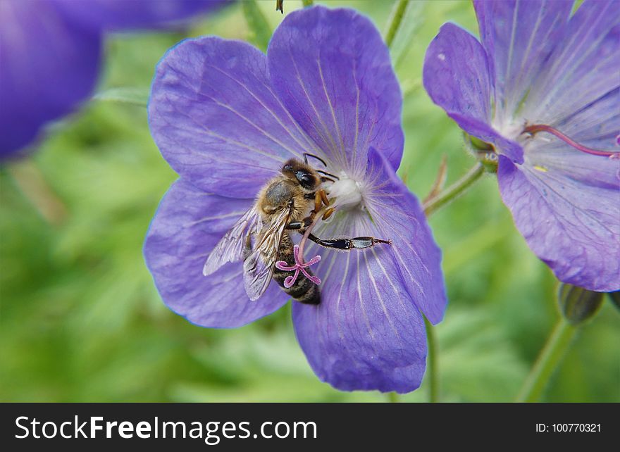 Flower, Honey Bee, Bee, Flora