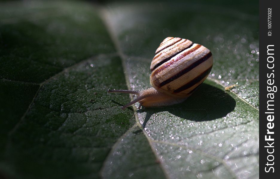 Snails And Slugs, Snail, Invertebrate, Macro Photography