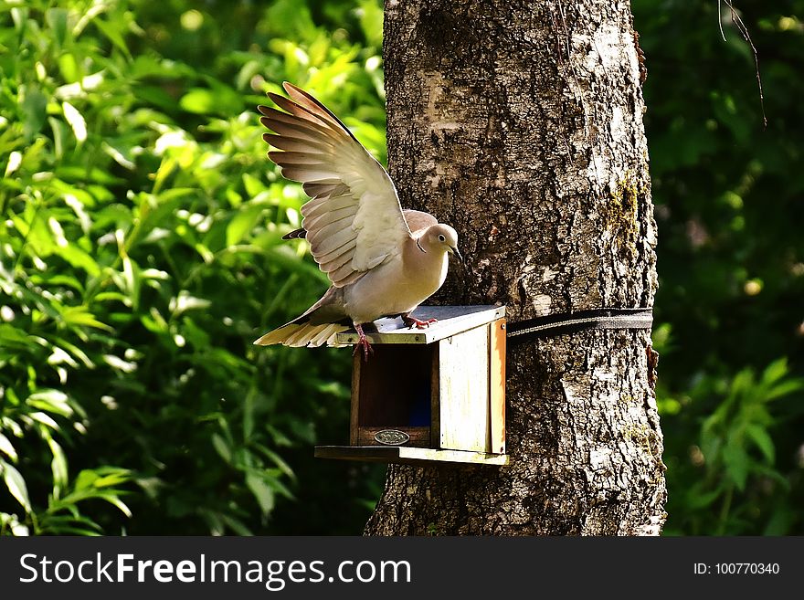 Bird, Fauna, Tree, Beak