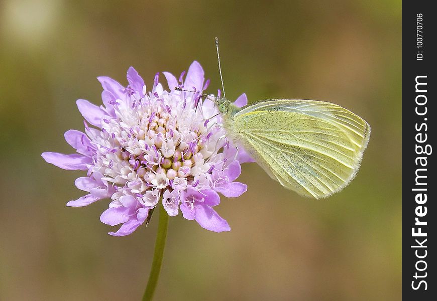 Flower, Insect, Moths And Butterflies, Butterfly