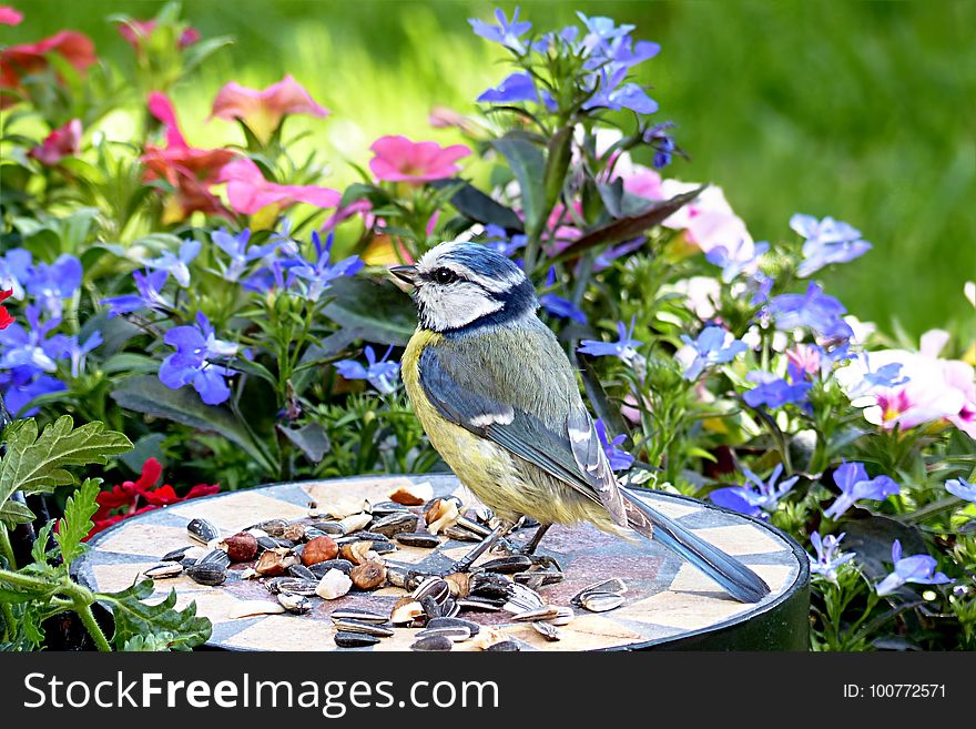 Bird, Fauna, Plant, Bluebird