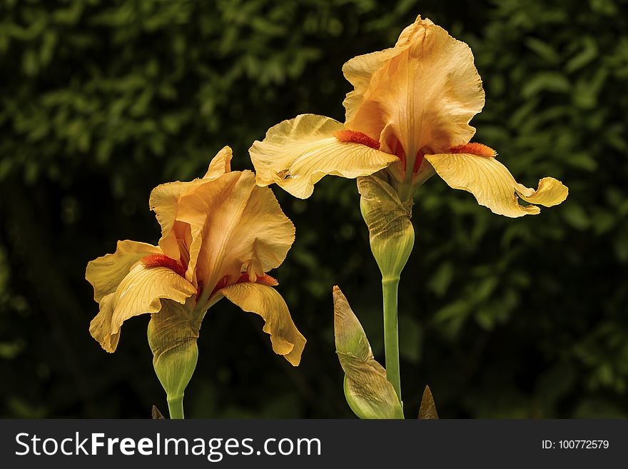 Flower, Plant, Flowering Plant, Iris Family