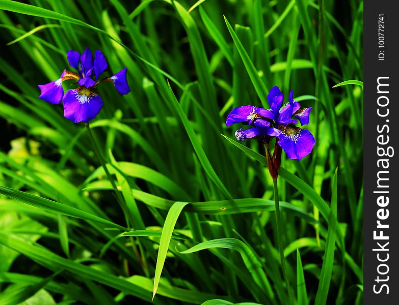 Flower, Plant, Flora, Iris