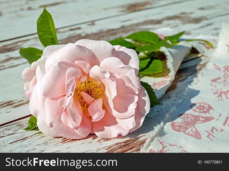 Flower, Pink, Rose Family, Rose