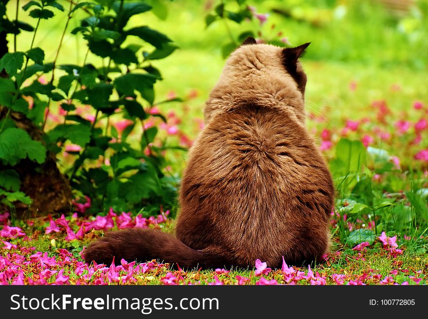 Fauna, Grass, Whiskers, Cat