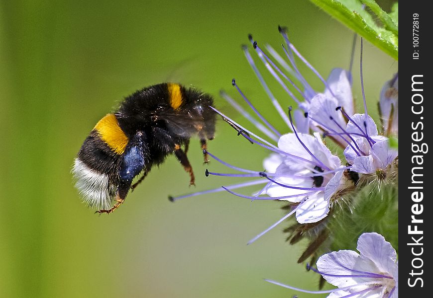 Bumblebee, Insect, Bee, Honey Bee