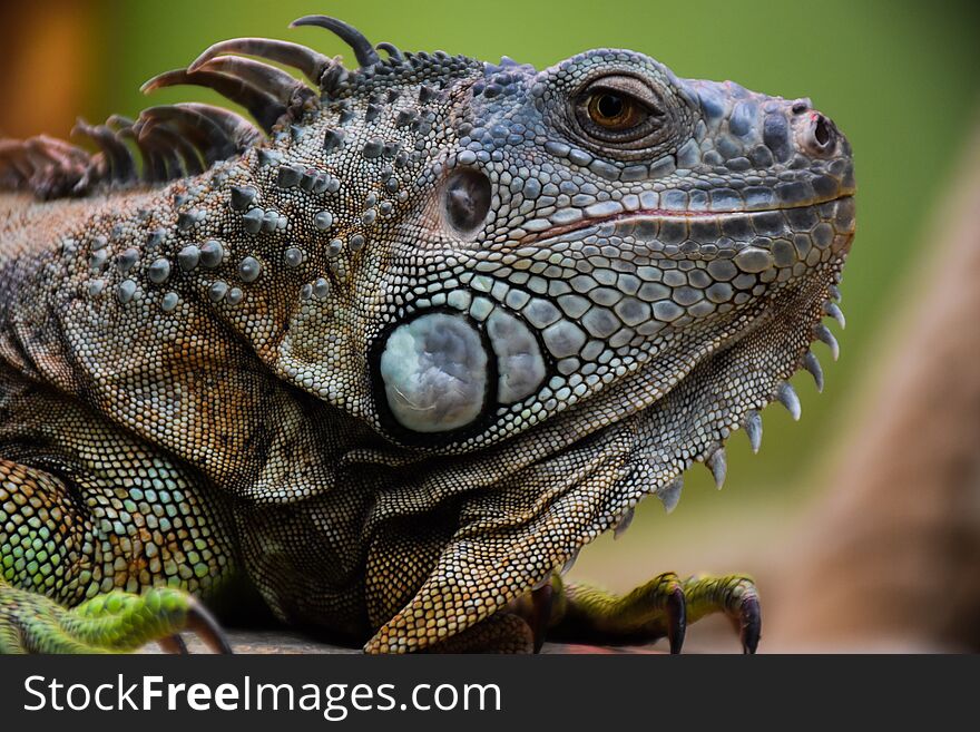 Lizzard iguana green reptile animal wildlife dragon nature eye zoo wild macro pet head closeup skin tropical closeup terrarium pet scale amphibian reptile