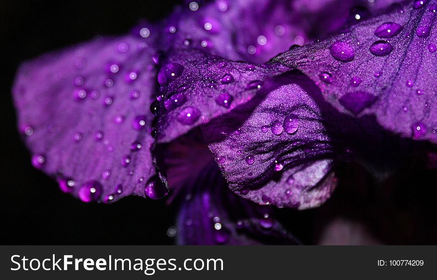 Violet, Purple, Dew, Water