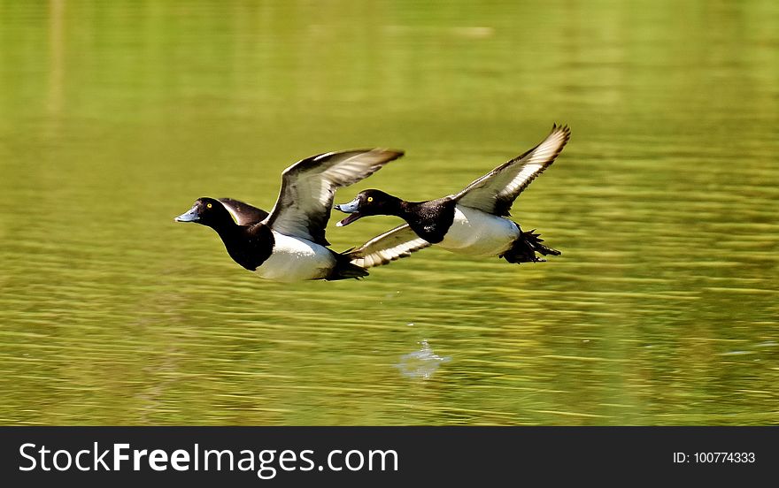 Bird, Duck, Fauna, Water Bird