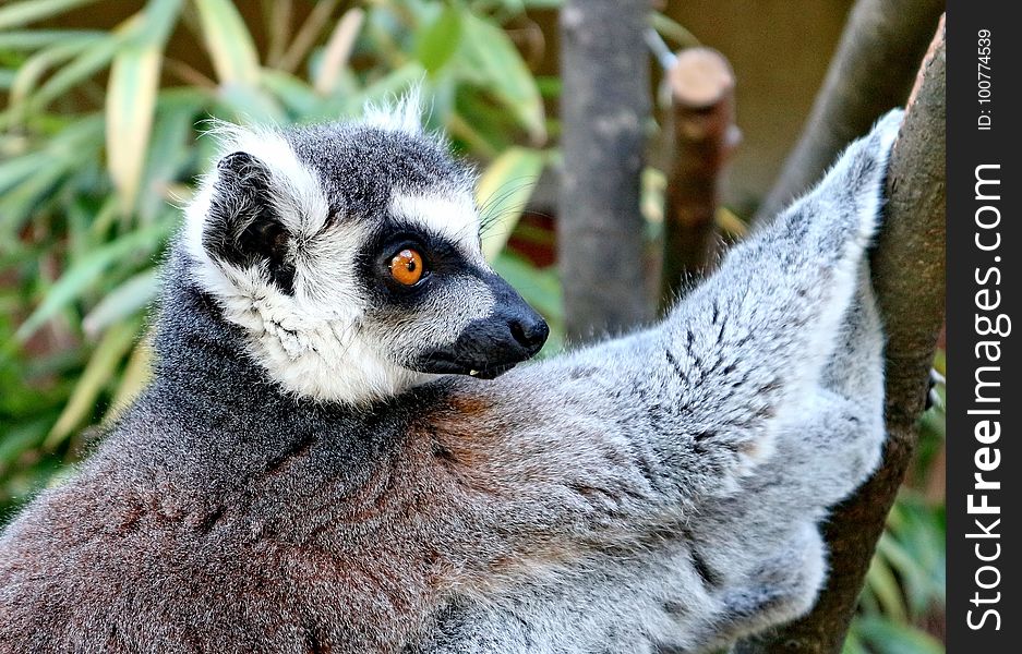 Fauna, Lemur, Primate, Terrestrial Animal
